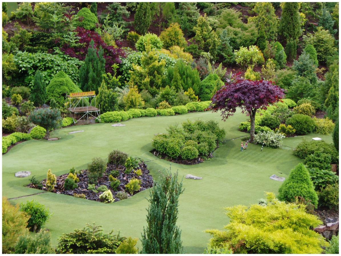 large medium-sized conifers in the landscape design of the summer cottage