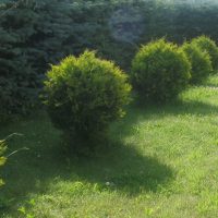 large medium-sized conifers in the landscape design of the summer cottage photo