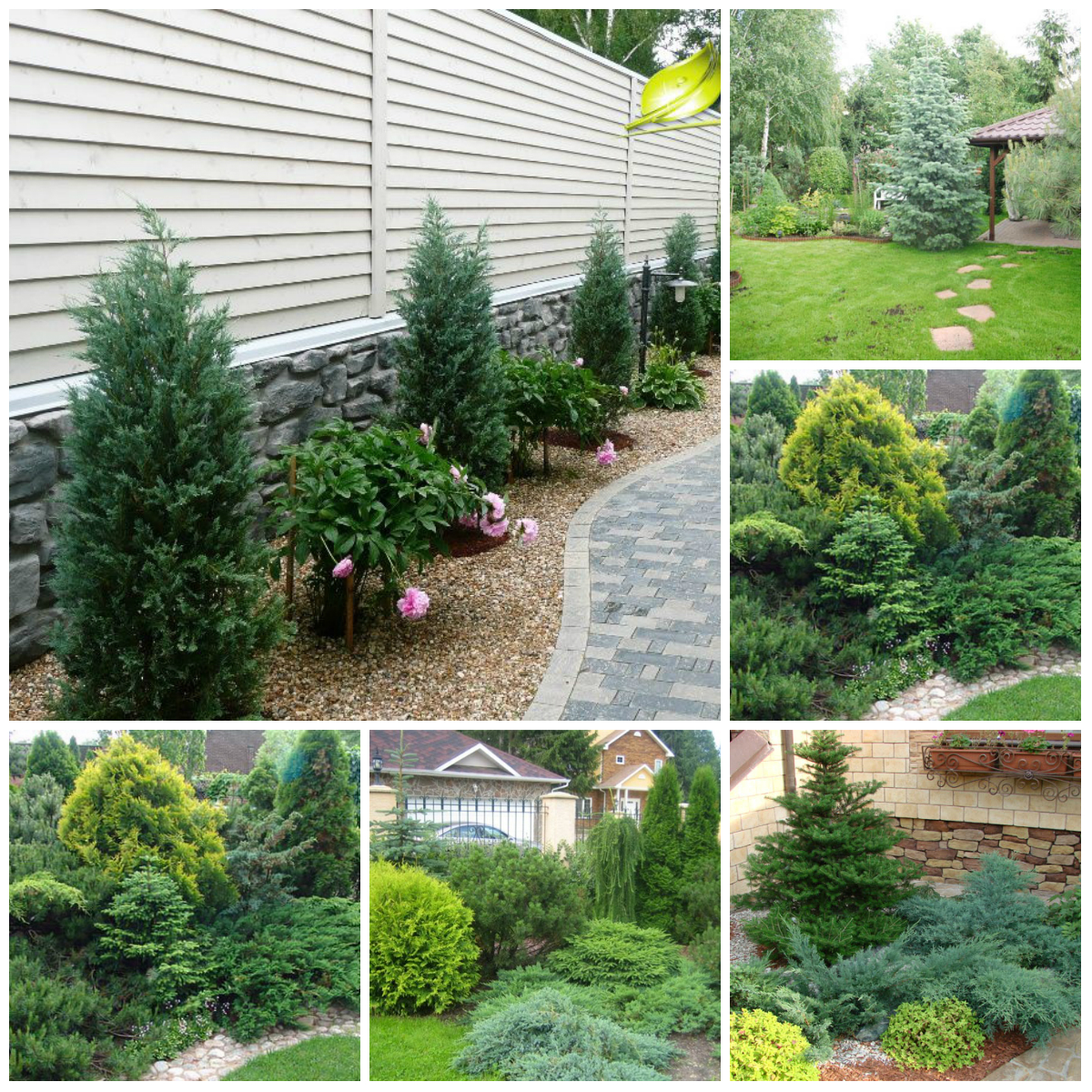 large undersized coniferous flowers in the landscape design of a summer cottage