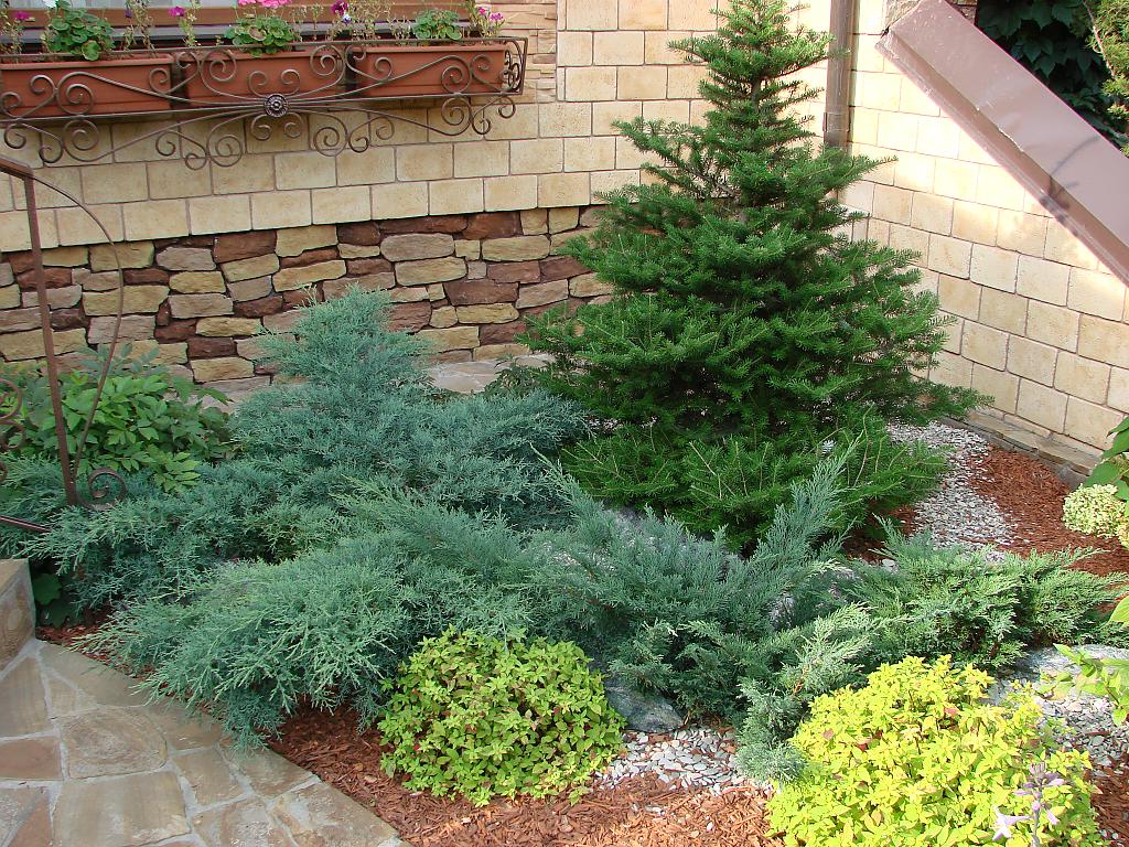 large creeping conifers in the landscape design of the cottage