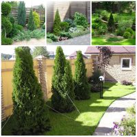 beautiful creeping conifers in the landscape design of the cottage photo