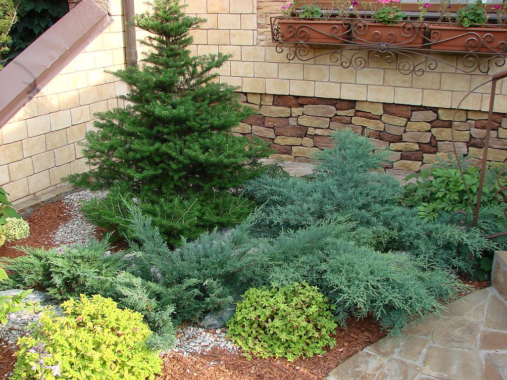 large tall conifers in the landscaping of the cottage
