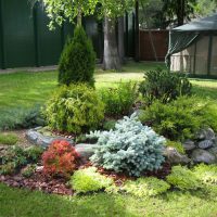 large medium-sized conifers in the landscape design of the cottage photo