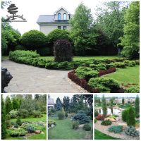 beautiful medium-sized coniferous plants in the landscape design of a summer cottage photo
