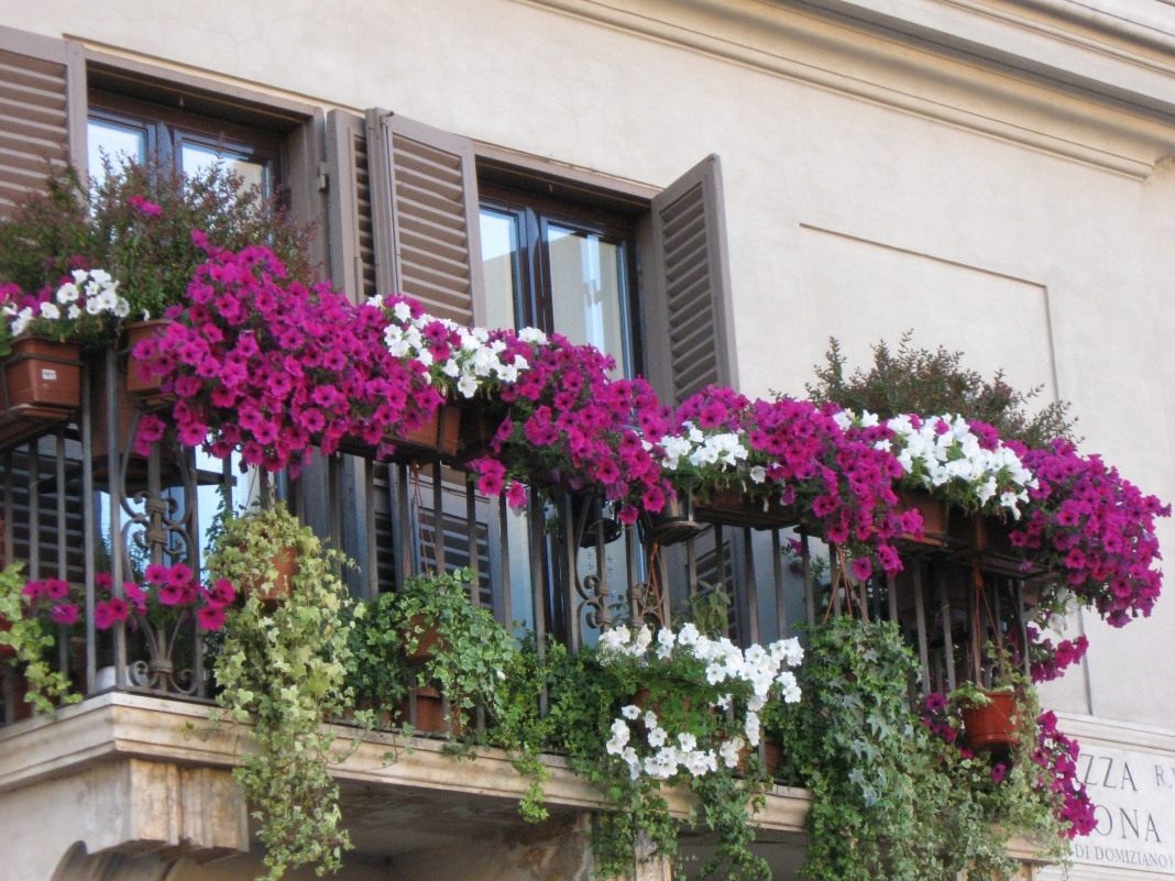 beautiful flowers on the balcony on the shelves example