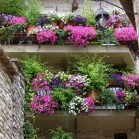 beautiful flowers on the balcony on the shelves example photo