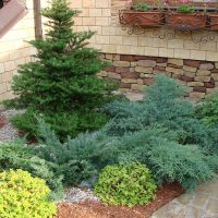 beautiful tall conifers in the landscape design of the cottage photo