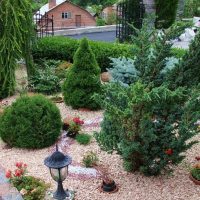 large undersized conifers in the landscape design of the summer cottage photo
