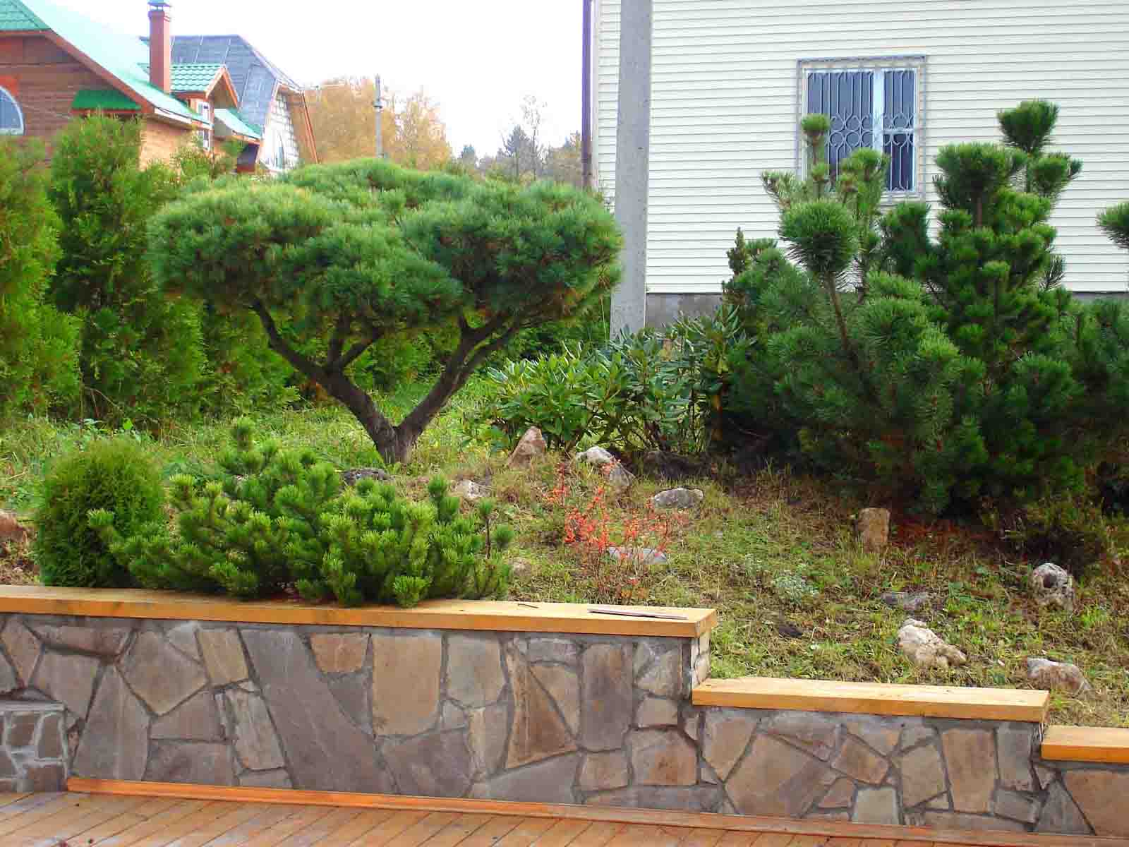 beautiful creeping conifers in the landscaping of the cottage