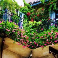 beautiful flowers on the balcony on the shelves design picture