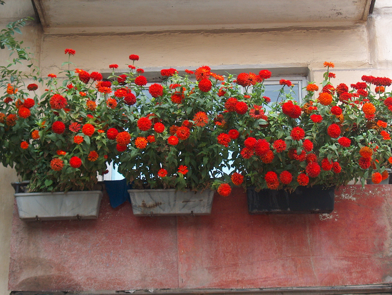 bright flowers in the interior of the balcony on the lintels example