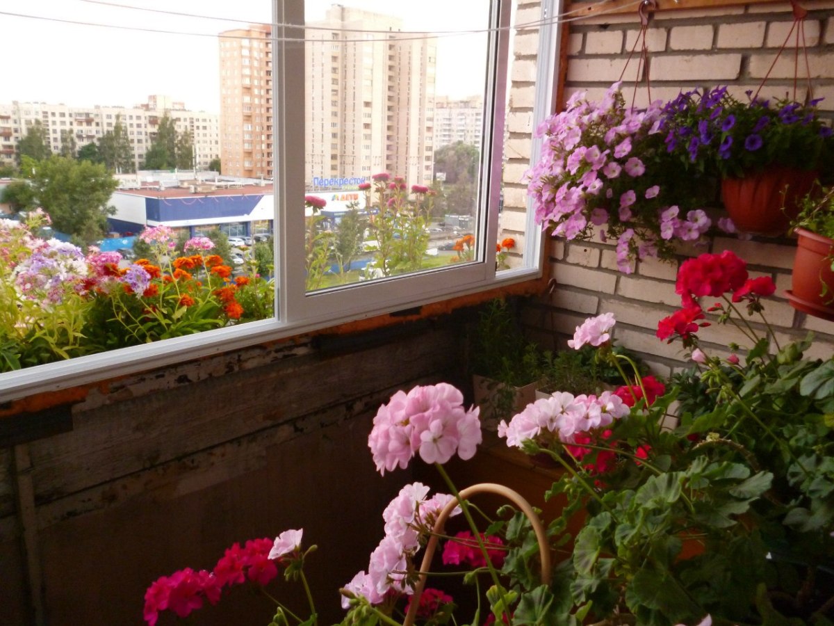 belles fleurs à l'intérieur du balcon sur les étagères par exemple