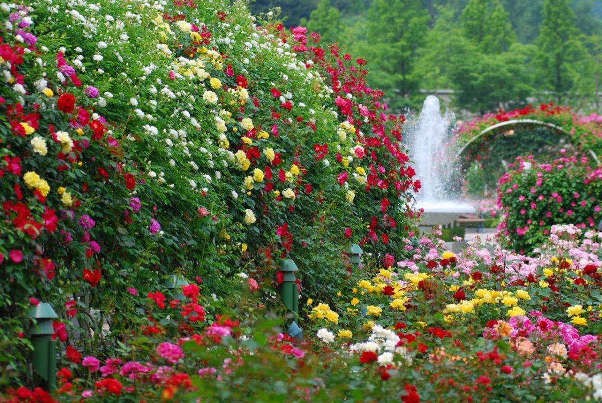 large bright flowers in the landscape design of the flowerbed
