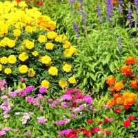 large bright flowers in the landscape design cottages picture