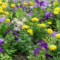 small unusual flowers in landscape design flower beds photo