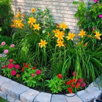 small bright flowers in the landscape design of the cottage photo
