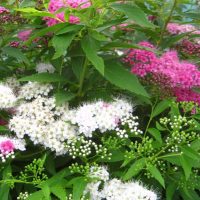 small bright flowers in landscaping flower beds picture