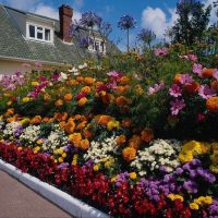 large bright flowers in the landscape design of the cottage photo