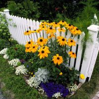 beautiful decoration of the dacha plot with flowers picture