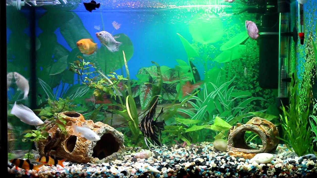 the idea of ​​unusual decoration of a home aquarium