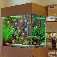 l'idée d'aquarium décoration lumineuse photo