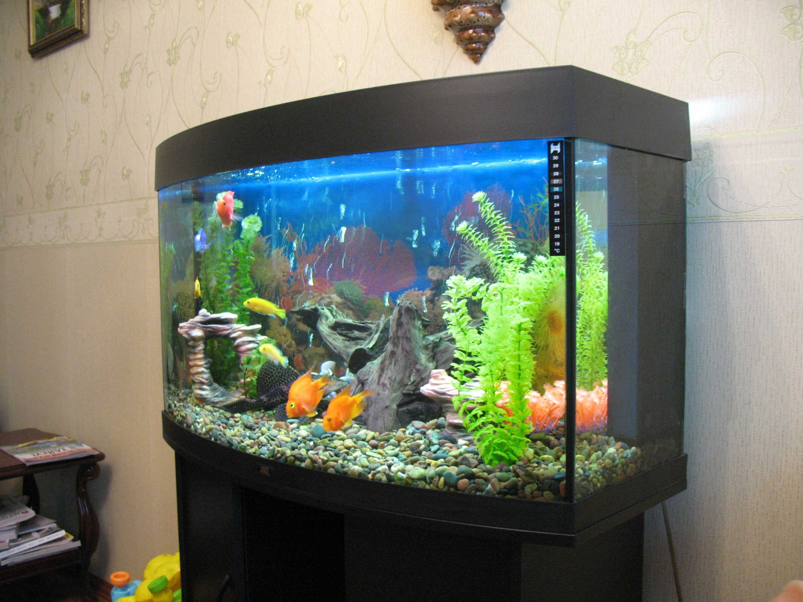 the idea of ​​a beautiful home aquarium decoration