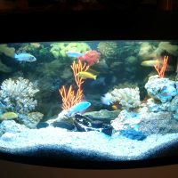 idea of ​​unusual decoration of a home aquarium photo