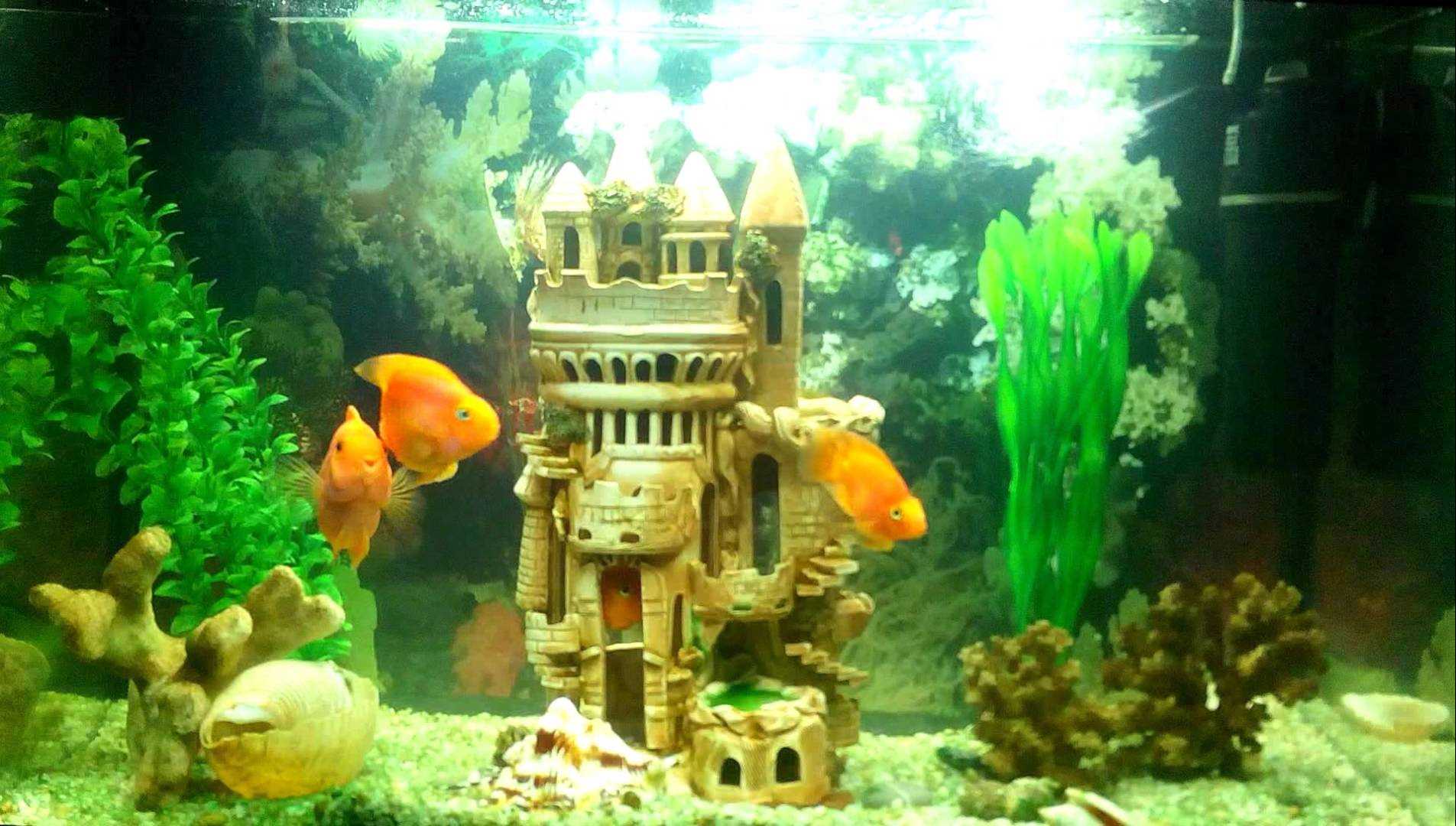 variant of unusual aquarium decoration