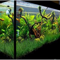 the idea of ​​a bright design of a home aquarium picture