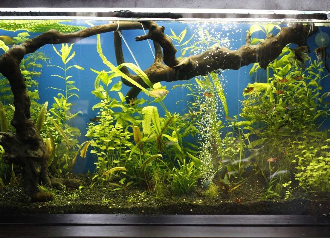 the idea of ​​beautiful aquarium decoration