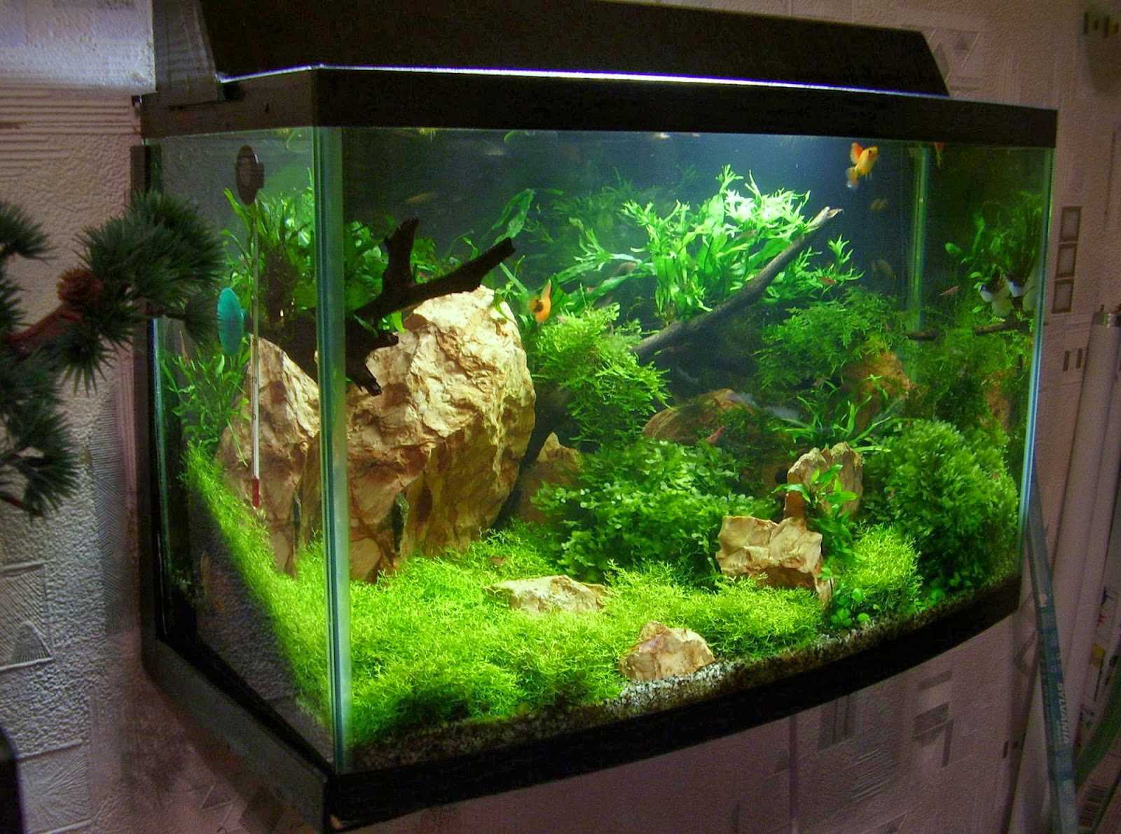 The idea of ​​original home aquarium decoration