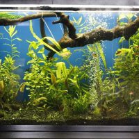 the idea of ​​a bright design aquarium photo