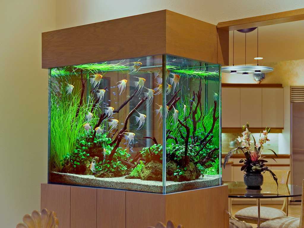 the idea of ​​a beautiful home aquarium decoration