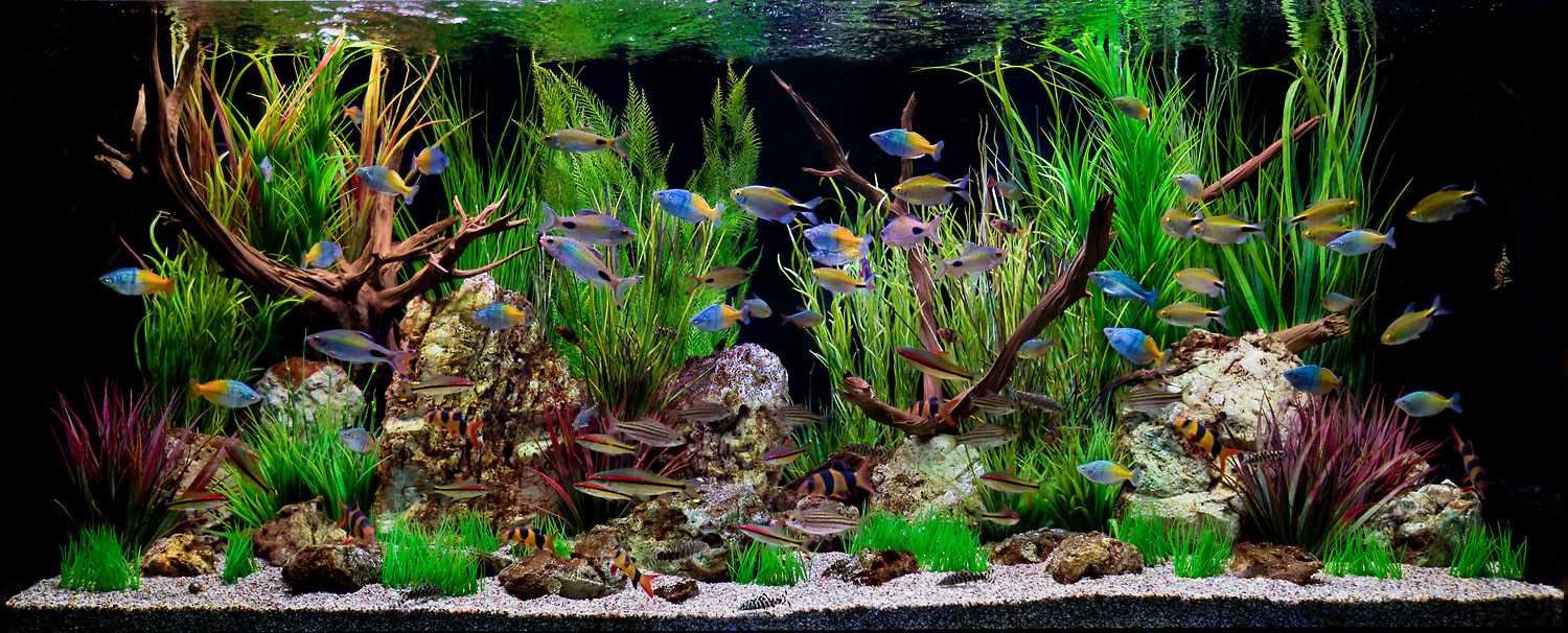 variant of beautiful aquarium decoration