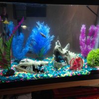 idea of ​​bright decoration of a home aquarium photo