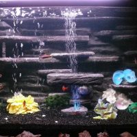option for a bright design of a home aquarium photo