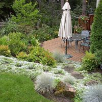 option of using unusual plants in the landscape design of the house photo