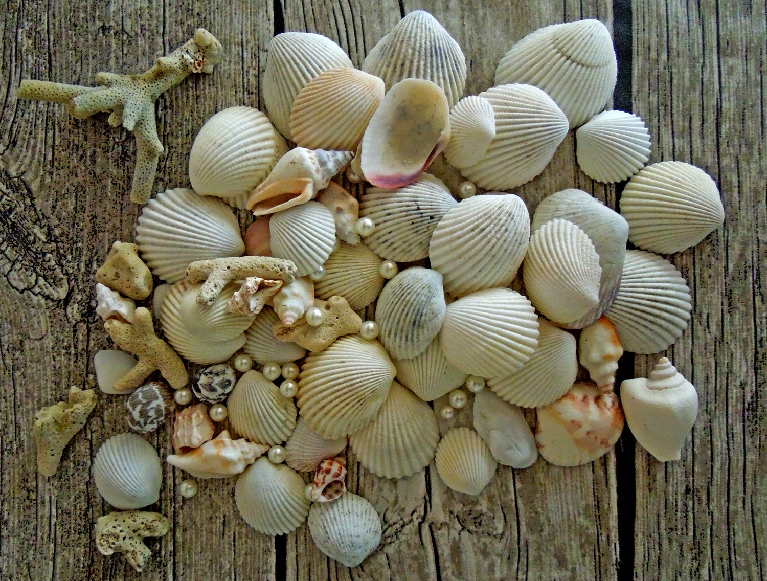 decor from shells on the wall