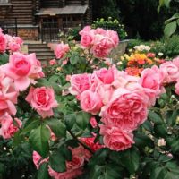 la possibilità di utilizzare bellissime rose nel design della foto del cortile