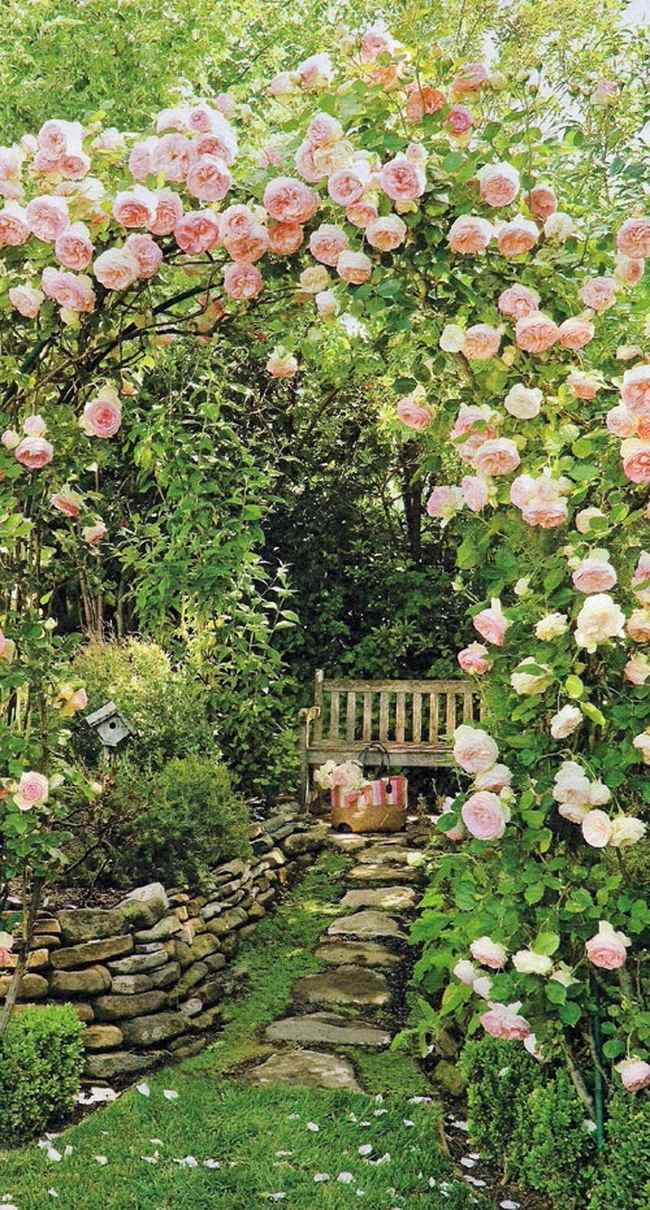 an example of the use of unusual roses in landscape design