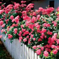 example of the use of beautiful roses in landscape design photo