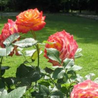 An example of the use of bright roses in landscape design photo