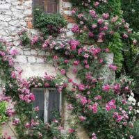 example of the use of unusual roses in landscape design picture