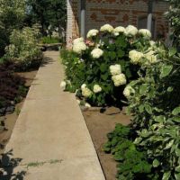 the option of using beautiful garden paths in the design of the yard picture
