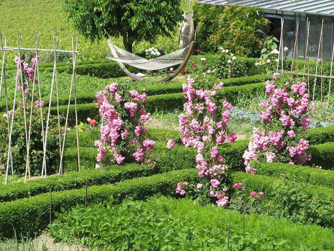example of the use of unusual roses in landscape design