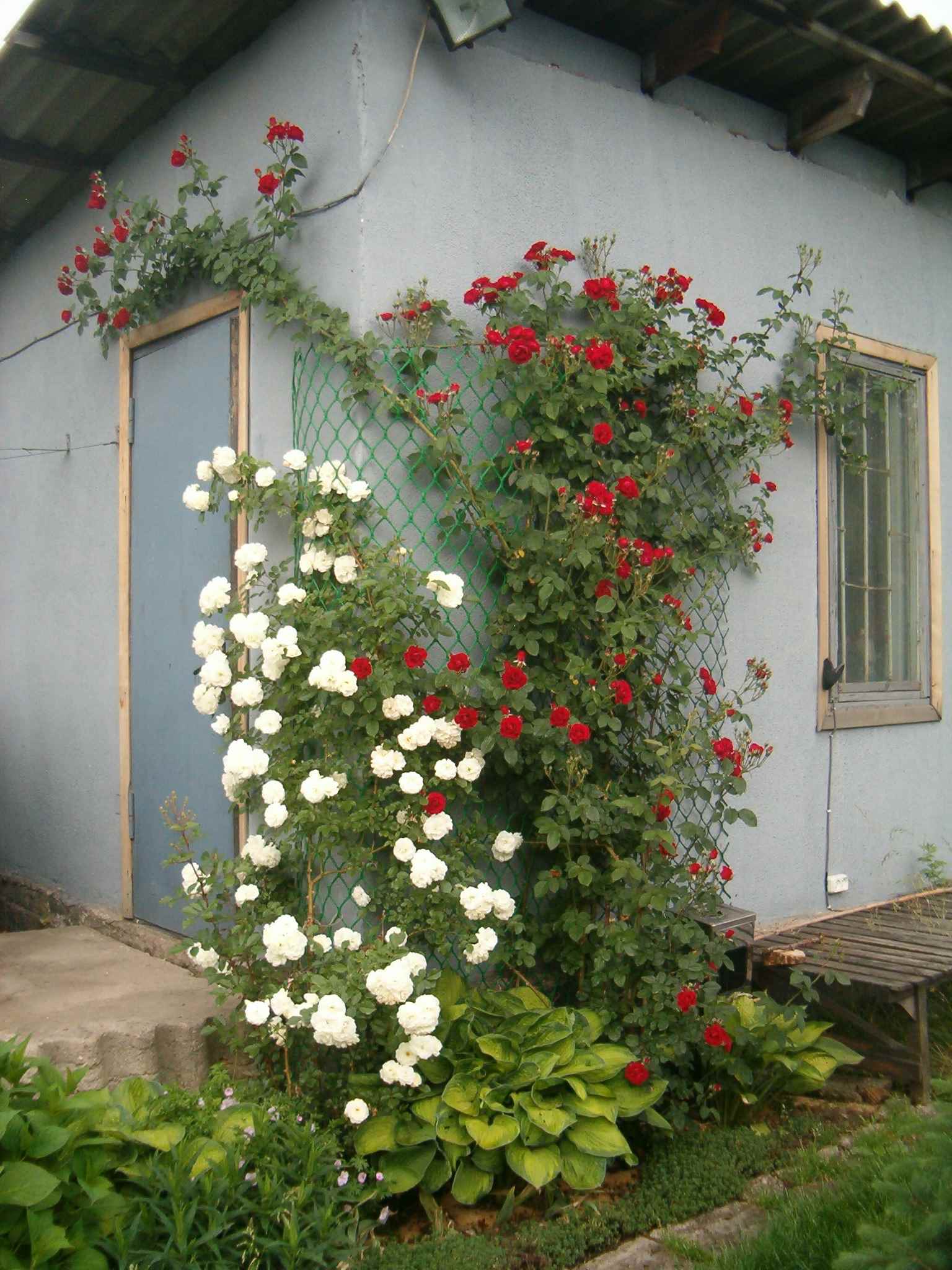 the idea of ​​using bright roses in the design of the yard