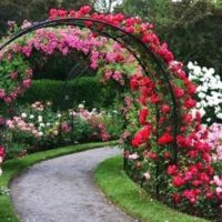 the idea of ​​using bright roses in the design of the yard picture