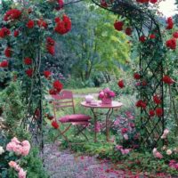 example of the use of light roses in the design of the yard picture