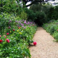 the idea of ​​using beautiful garden paths in the design of the yard picture