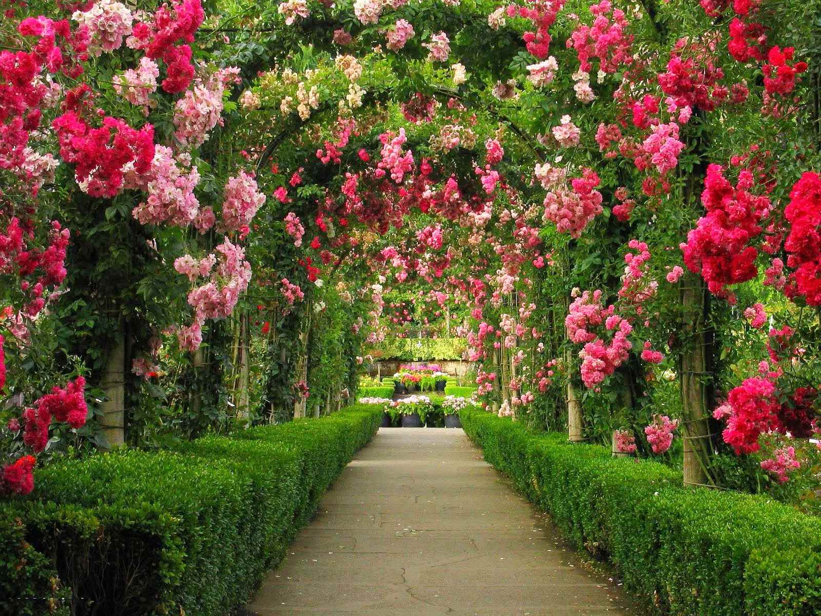 esempio dell'uso di bellissime rose nella progettazione del paesaggio